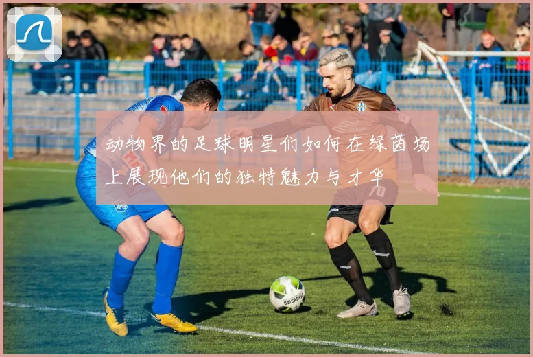 动物界的足球明星们如何在绿茵场上展现他们的独特魅力与才华